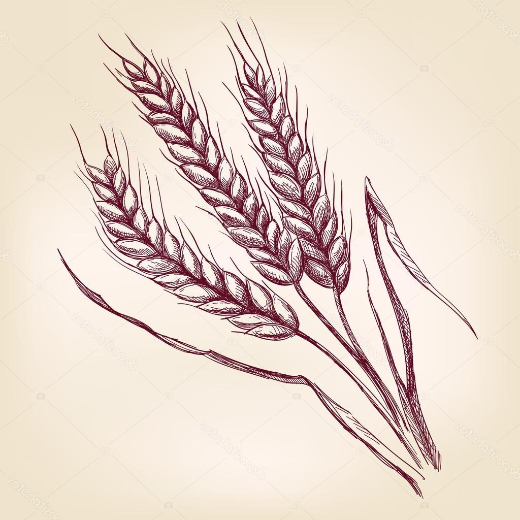 1024x1024 Best Free Hand Drawn Images Of Wheat Vector Drawing Free Vector