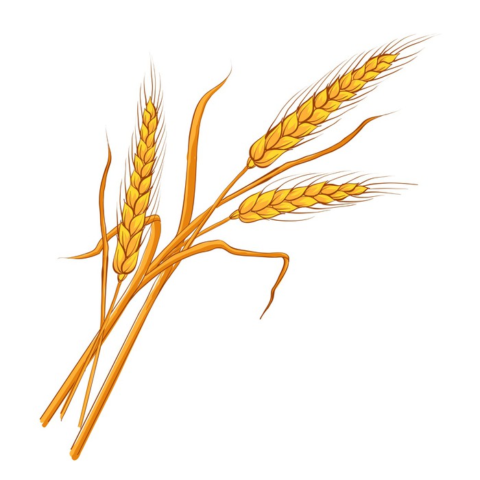 Wheat Vector at GetDrawings | Free download