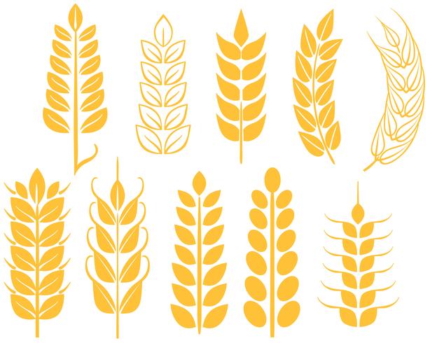614x490 Free Wheat Vectors
