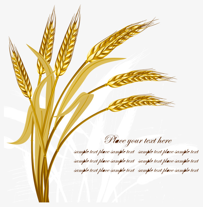 650x663 Golden Wheat Vector, Wheat, Gold, Leaf Png And Vector For Free