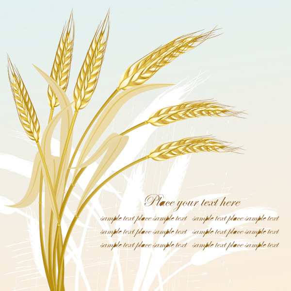 600x600 Golden Wheat Vector Free Download Eps Files