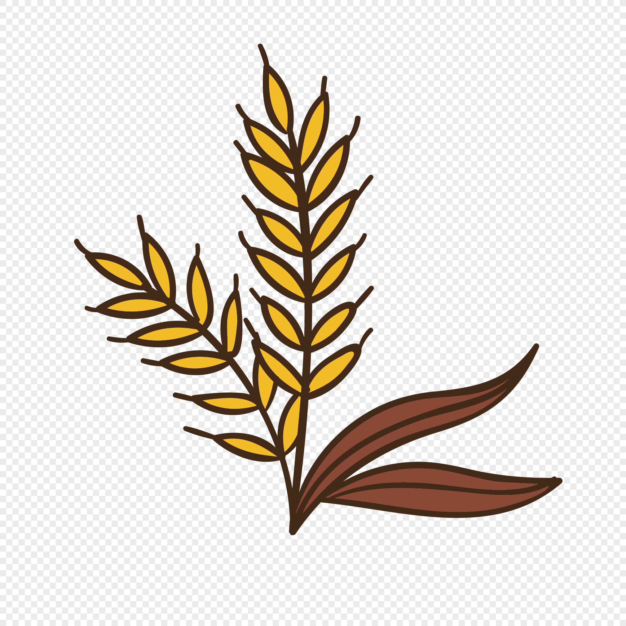 2020x2020 Golden Wheat Vector Png Image Picture Free Download