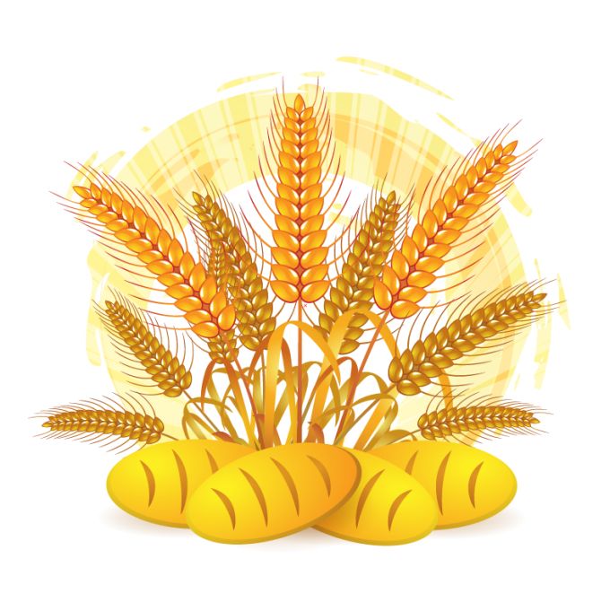 680x681 Wheat Vector Free Download Eps Files