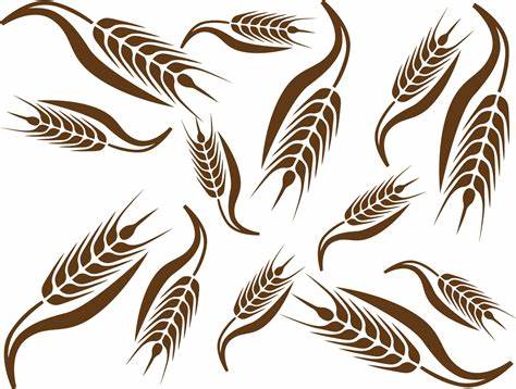 474x358 Wheat Vector Free Download. Vector Wheat Clipart Best
