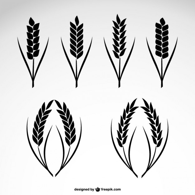 626x626 Wheat Vectors, Photos And Psd Files Free Download