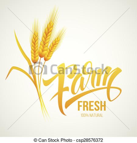 450x470 Wheat Ears Icon. Ears Of Wheat. . Vector Illustration Eps 10.