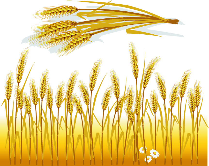 864x686 Wheat Vector Free Vector 4vector
