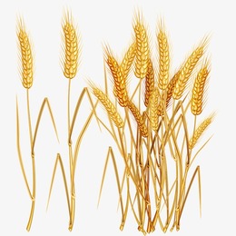 260x260 Download Wheat Vector Free Clipart Ear Clip Art
