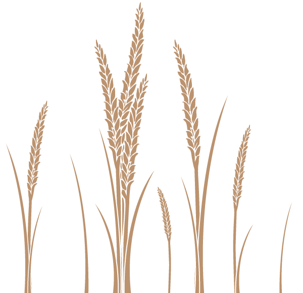 600x580 Ear Of Wheat Vector Art Free 123freevectors