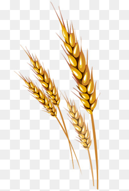260x383 Wheat Decoration Png Images Vectors And Psd Files Free