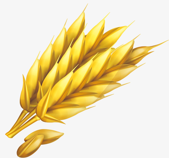650x609 Wheat Png Vector Element, Wheat Vector, Crop, Vector Png And
