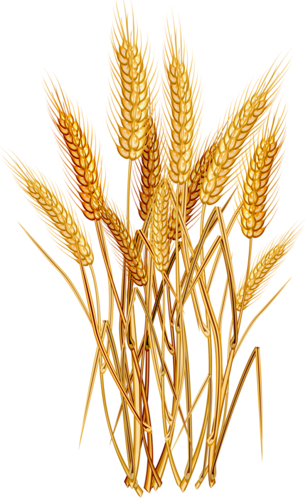 433x698 Collection Of Free Wheat Vector Grain. Download On Ubisafe