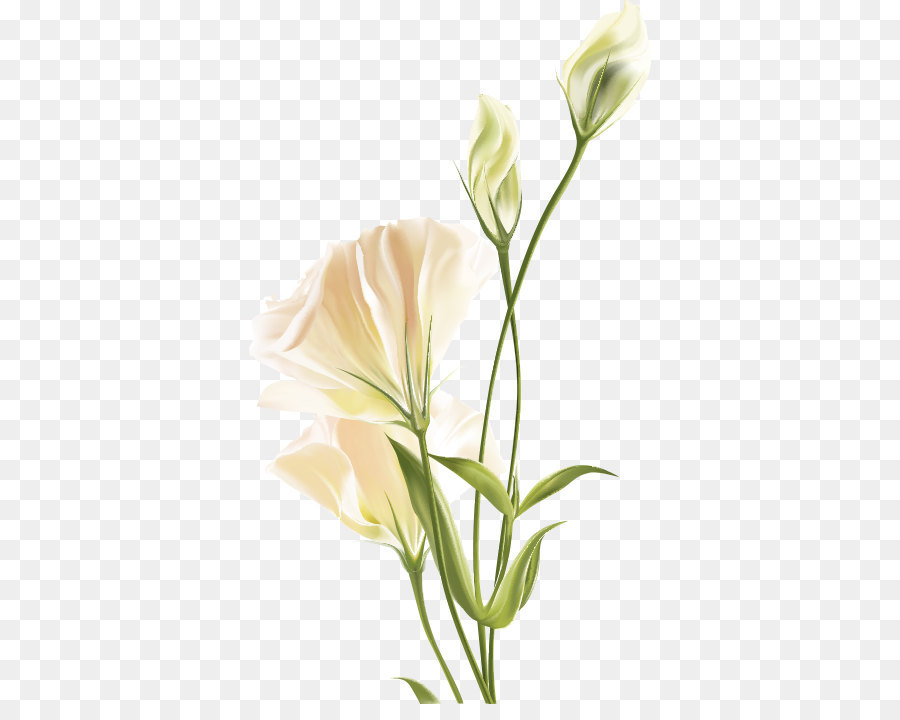 900x720 Flower Euclidean Vector White