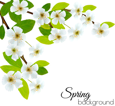 449x412 Spring Background With White Flowers Vector Free Vector In