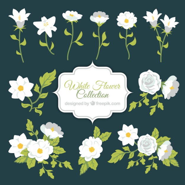 626x626 White Flower Collection Vector Free Download