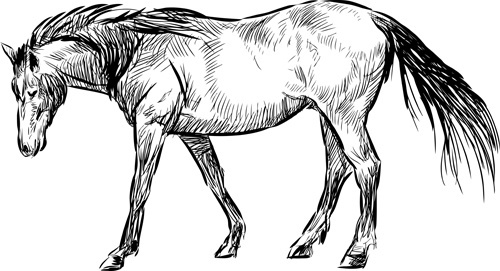 500x271 Horse Free Vector Download (798 Free Vector) For Commercial Use