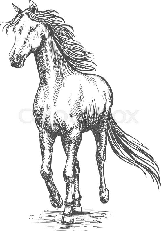 555x799 Running White Horse Pencil Sketch. Vector Galloping Mustang