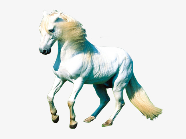 650x487 White Horse, Whitehorse, Run, Horses Png And Psd File For Free