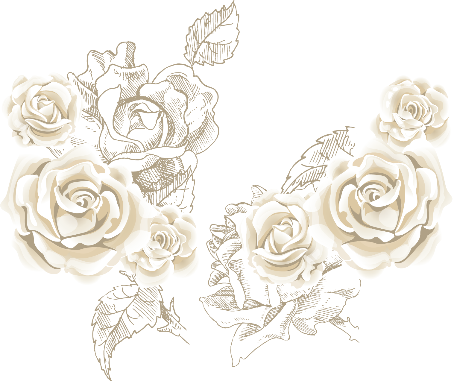 1517x1273 Flower Banner Transparent Stock Black And White Rose