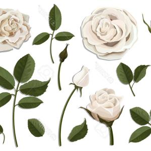 300x300 Photopink And White Vintage Roses Vector Illustration Arenawp