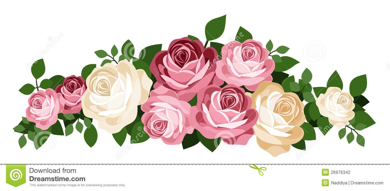 1300x636 Pink And White Roses. Vector Illustration. Stock Photography