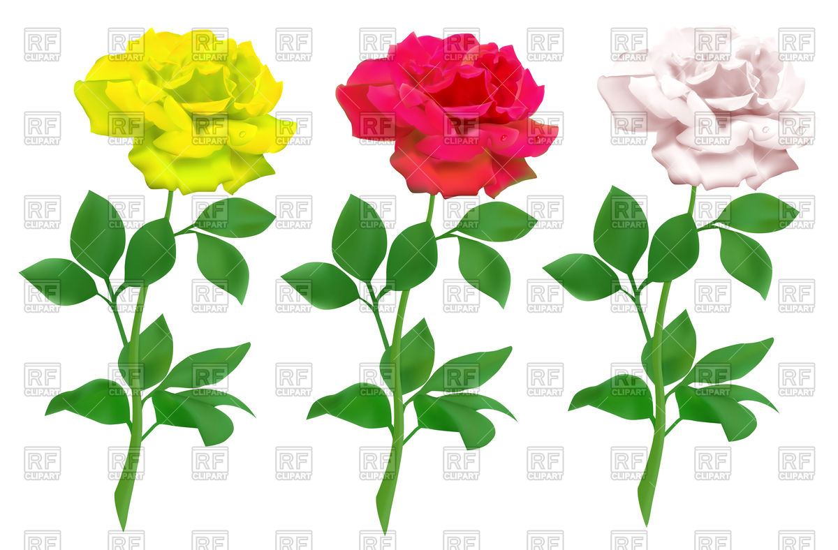 1200x788 Red, Yellow And White Rose Vector Image Vector Artwork Of Plants