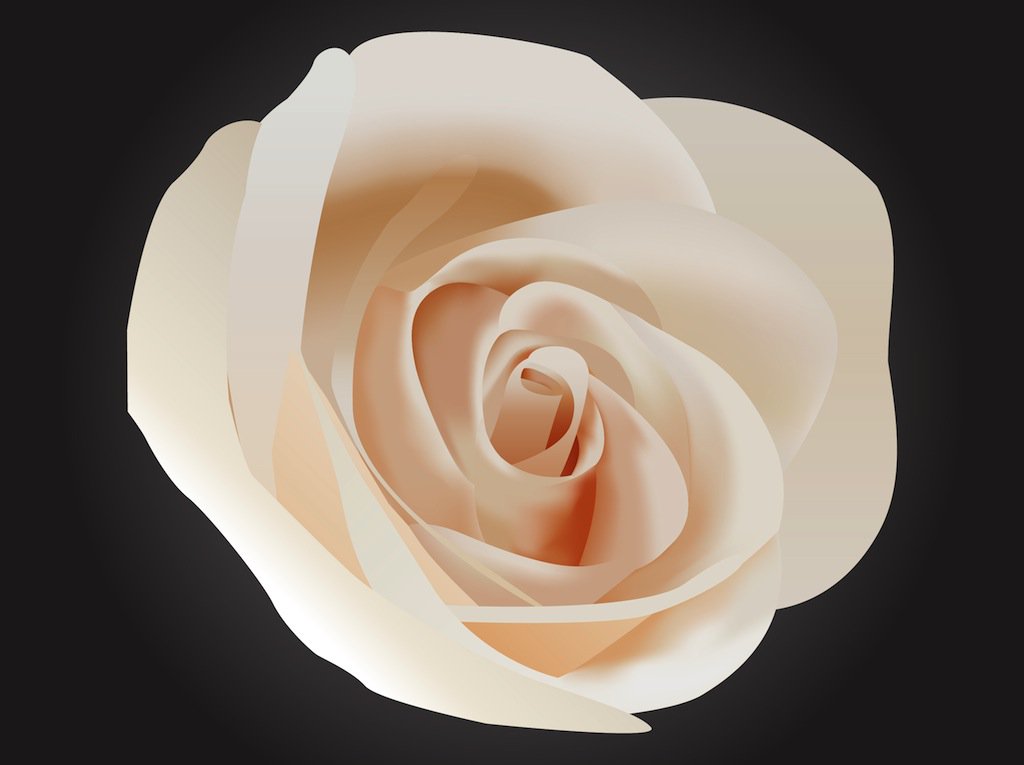 1024x765 Tender Rose Vector Art Amp Graphics