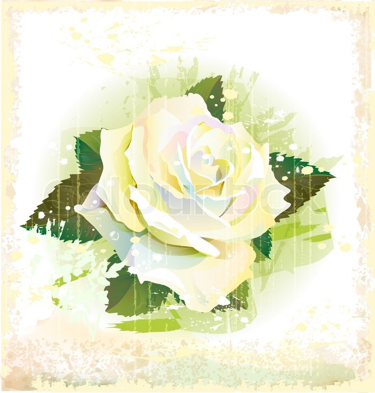 763x800 Vintage Illustration Of White Rose Stock Vector Colourbox