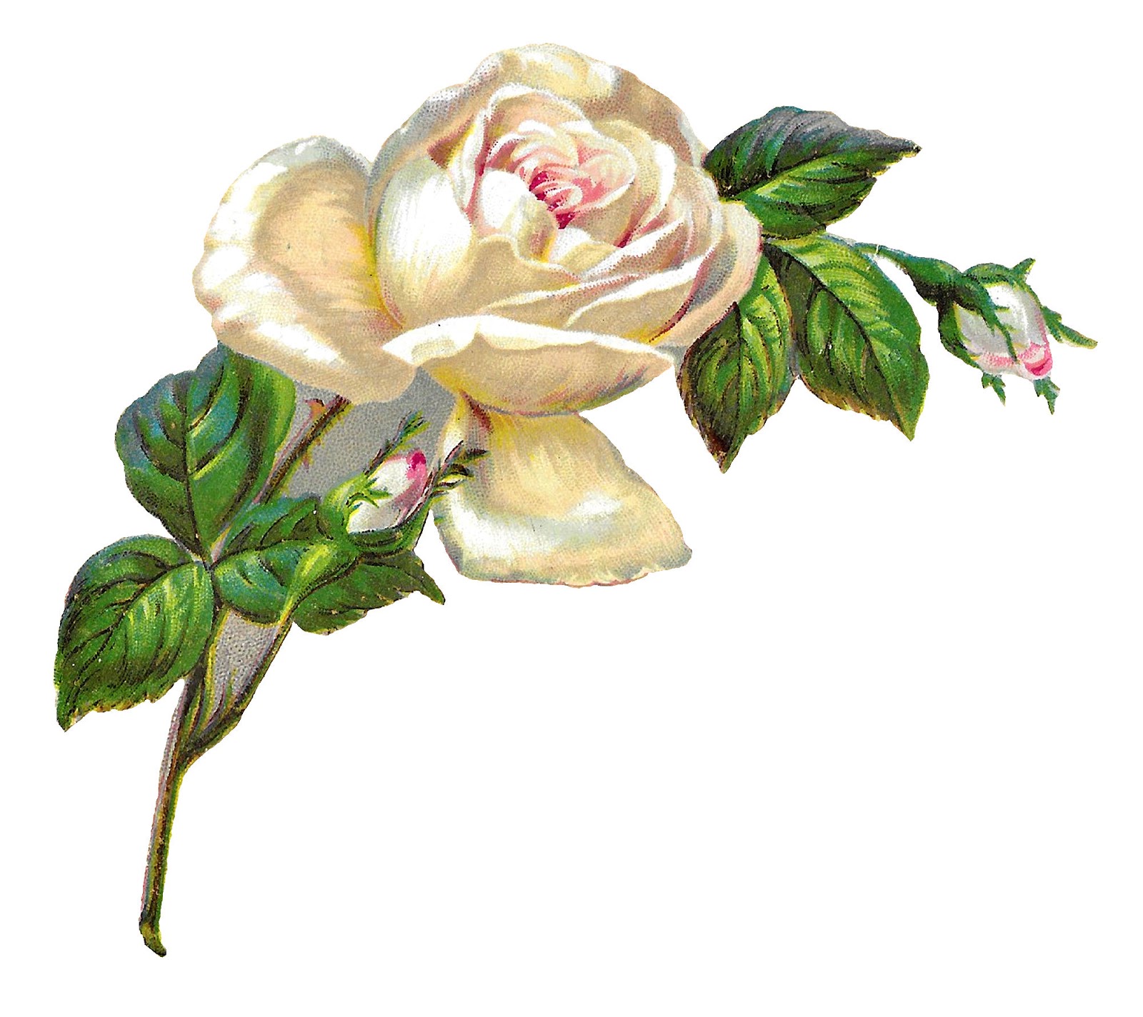 1600x1424 White Rose Clipart Illustration