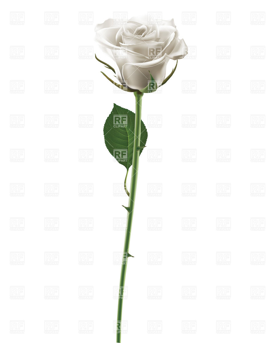 960x1200 White Rose Isolated On White Vector Image Vector Artwork Of
