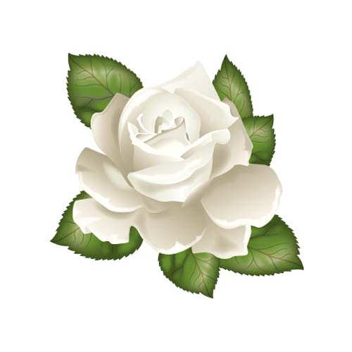 500x499 White Rose With Green Leaves Vector Free Download