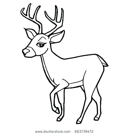 450x470 Whitetail Deer Coloring Pages Deer Coloring