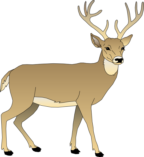 552x599 Whitetail Deer Clip Art Male Deer Clip Art