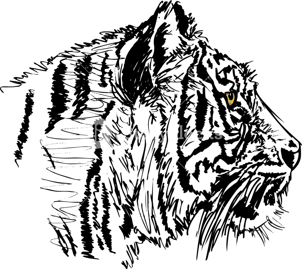1000x893 Sketch Of White Tiger. Vector Illustration Royalty Free Stock