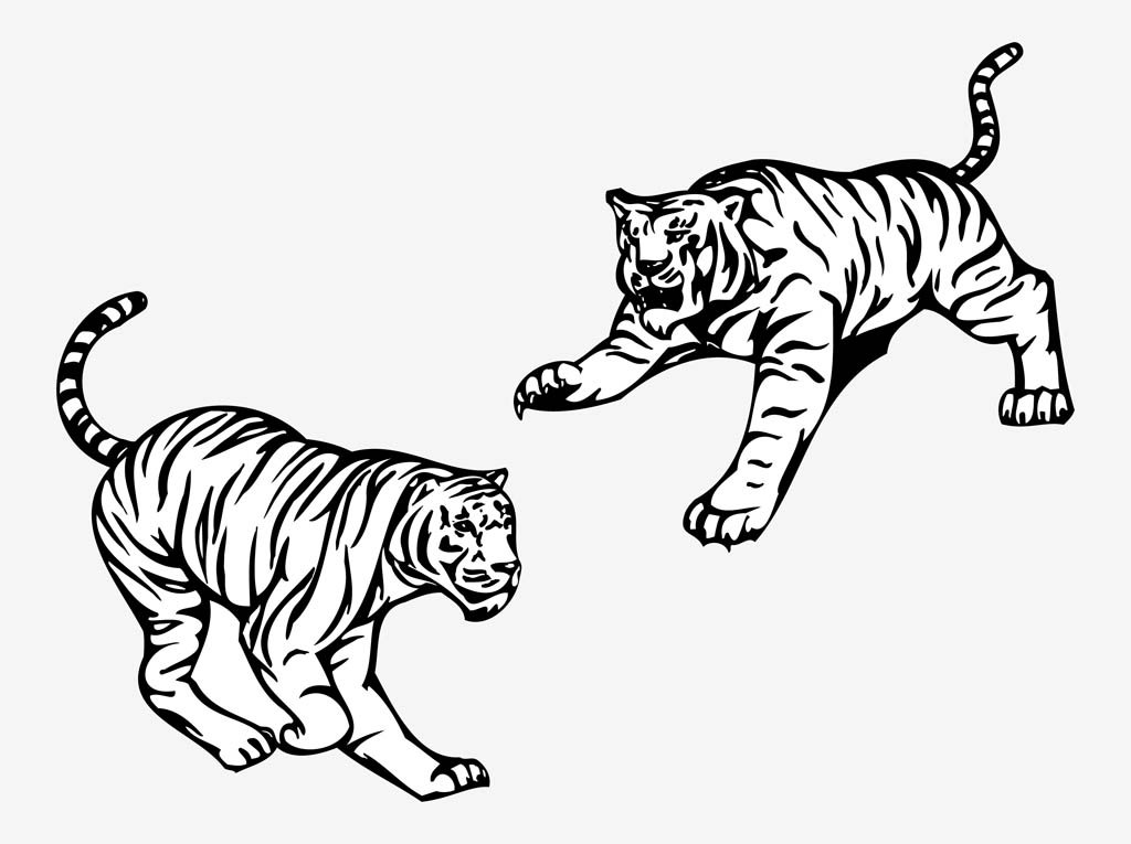 1024x765 Angry Tigers Vector Vector Art Amp Graphics