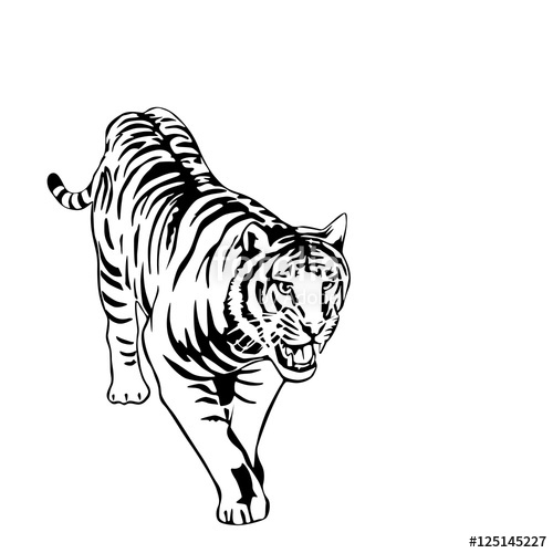 500x500 Black And White Tiger Vector Illustration Stock Image And Royalty