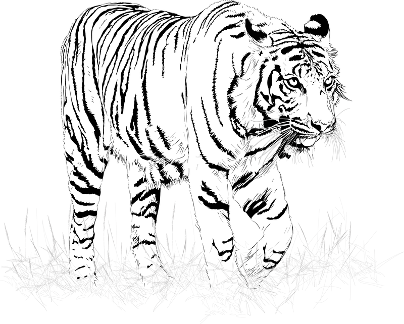 800x642 Black And White Tiger Vector