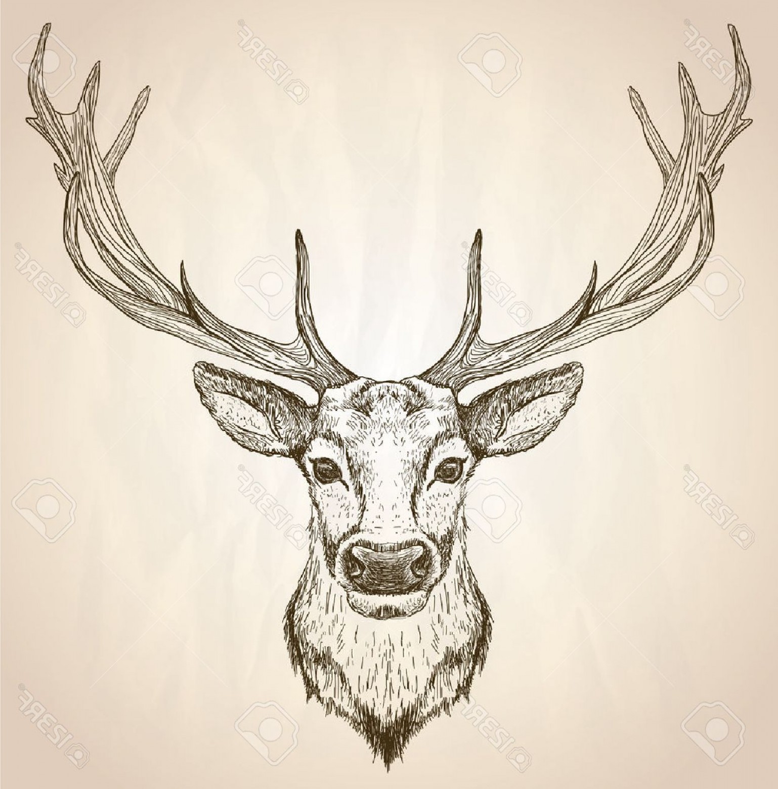 1538x1560 Photostock Vector Hand Drawn Graphic Sketch Illustration Of A Deer