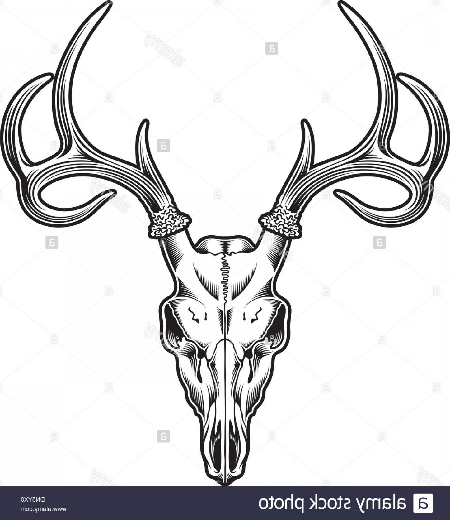 Whitetail Deer Head Vector at GetDrawings | Free download