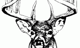 280x168 Whitetail Deer Vector Clip Art