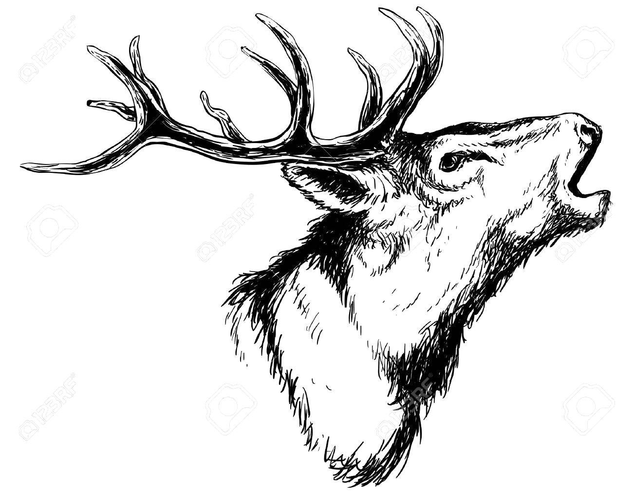1300x1015 Deer Head Clipart
