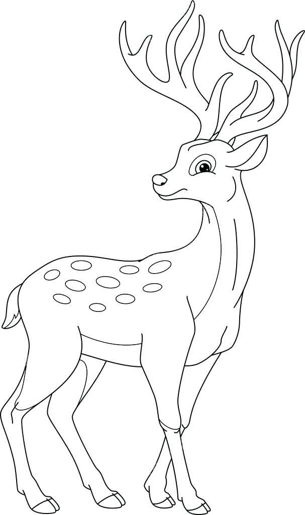 607x1022 Deer Coloring Picture