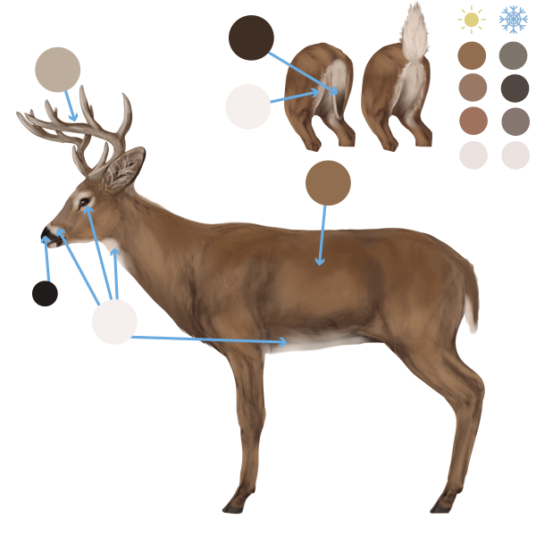 600x600 How To Draw Animals Deer