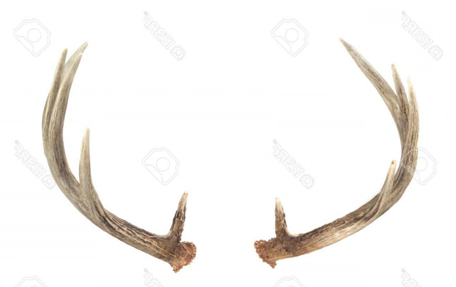 1560x981 Photorear View Of Whitetail Deer Antlers Isolated On White