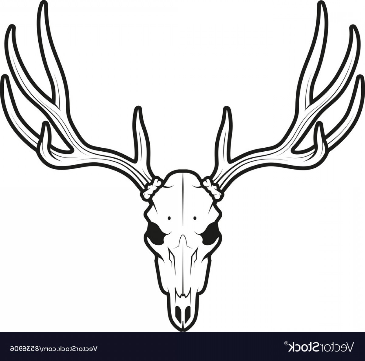 Whitetail Deer Vector at GetDrawings | Free download