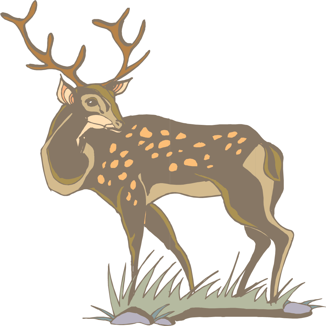 1054x1052 White Tailed Deer Antler Clip Art
