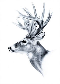 Whitetail Deer Vector At GetDrawings | Free Download