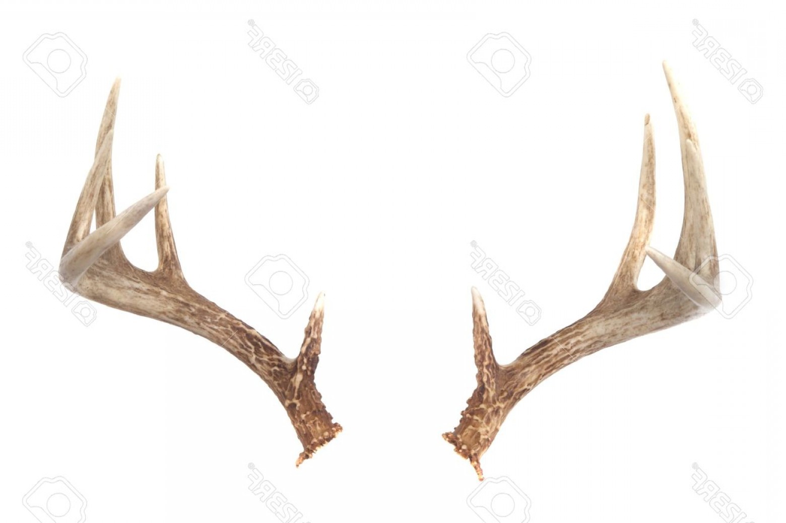 Whitetail Deer Vector at GetDrawings | Free download