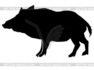 300x225 Wild Boar