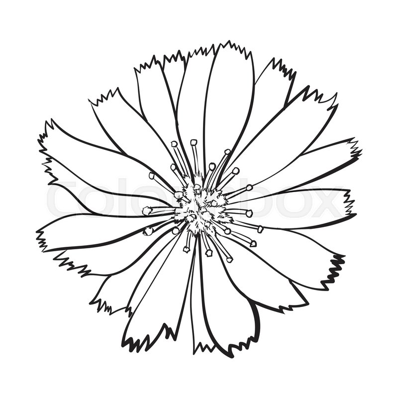 800x800 Open Black And White Chicory Wild Flower Head, Top View, Sketch